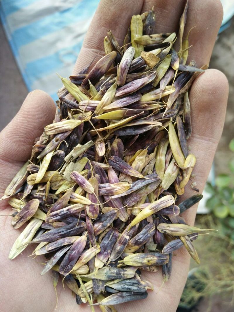 板蓝根种子，纯新籽，一年生药材的不二选择