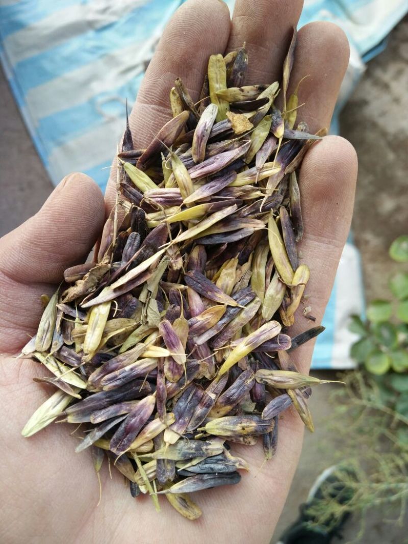 板蓝根种子，纯新籽，一年生药材的不二选择