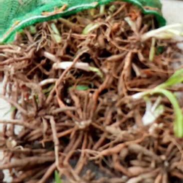 黄花菜种苗10~20cm