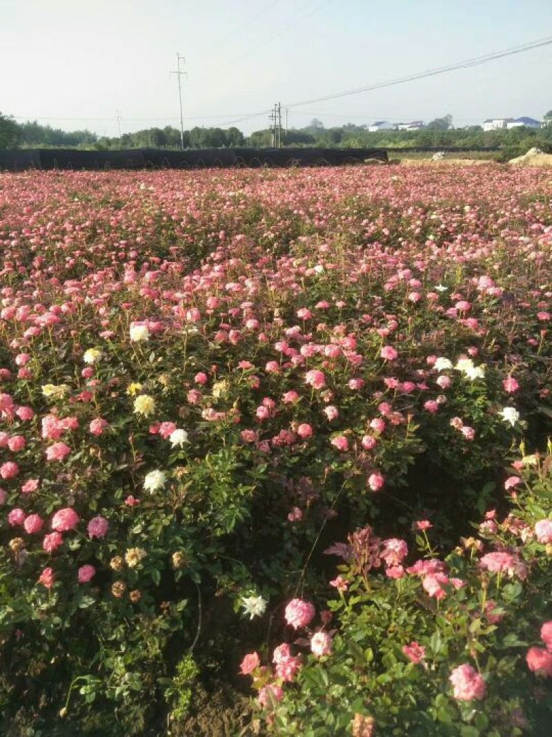 月季苗大花、小花、钻石月季20一50公分基地直销