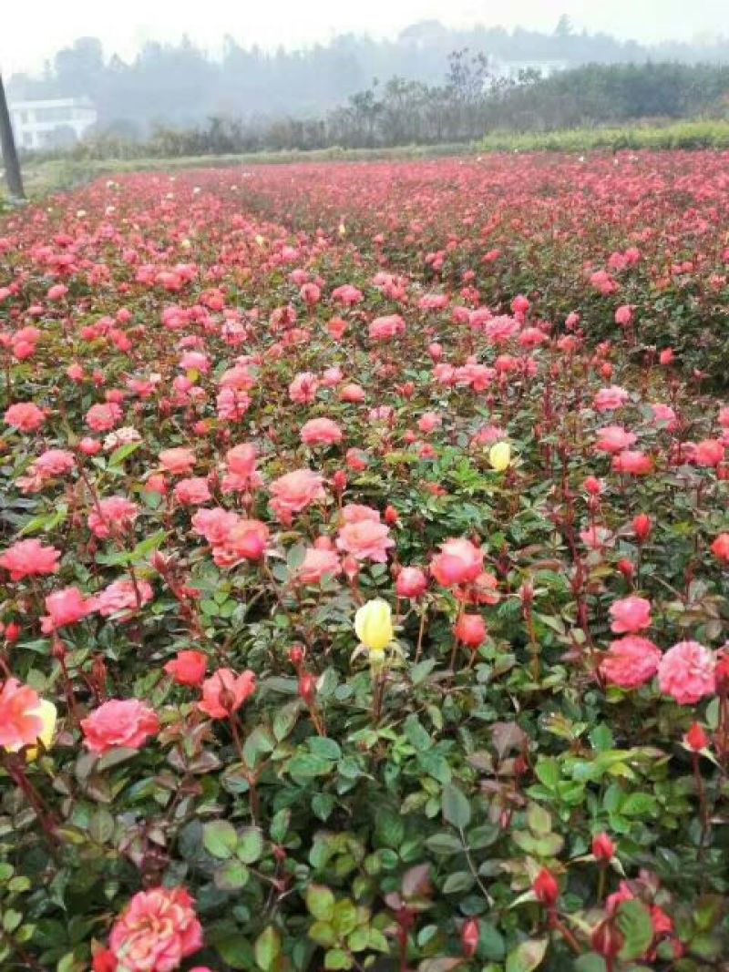 月季苗大花、小花、钻石月季20一50公分基地直销