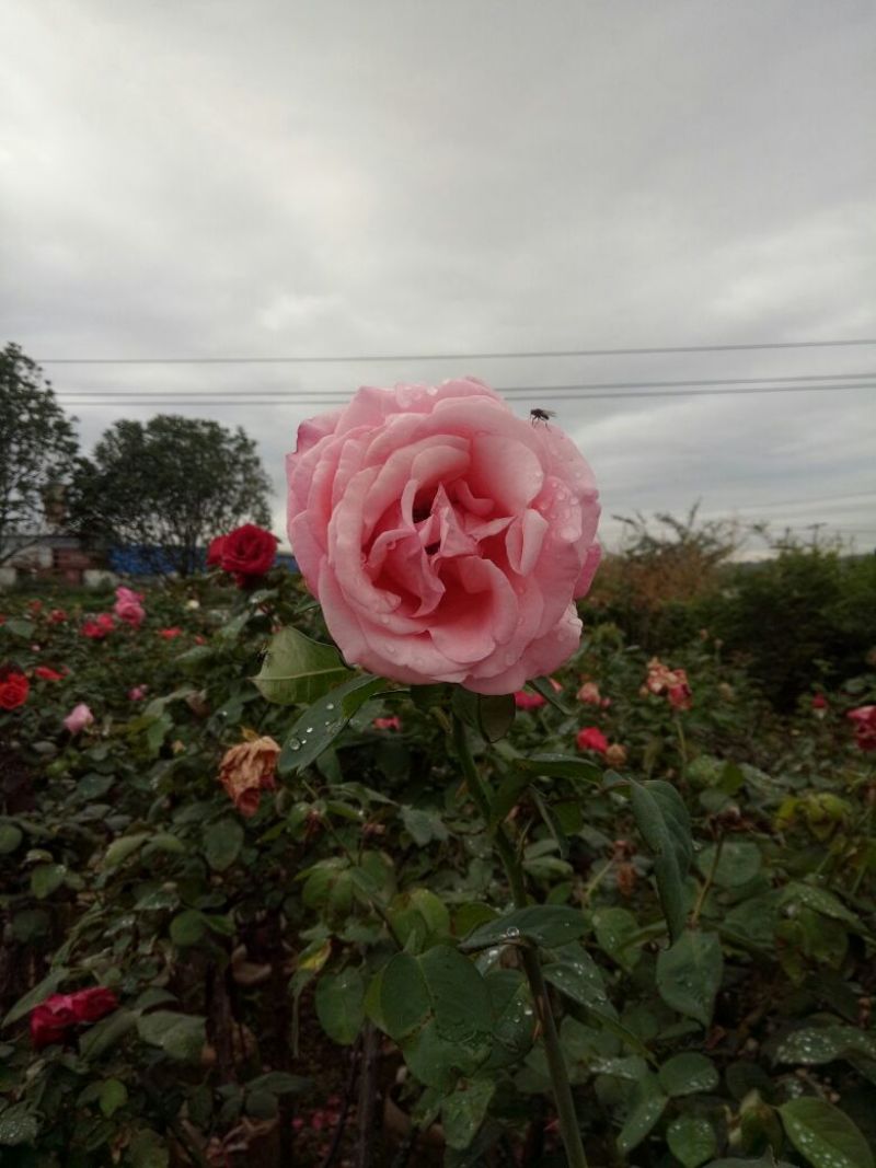 大花香水月季10~20cm