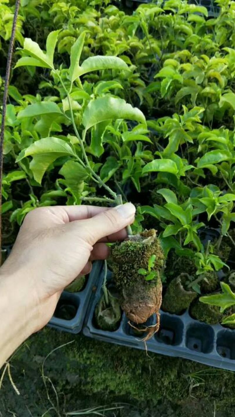 百香果苗紫香，黄金百香果苗