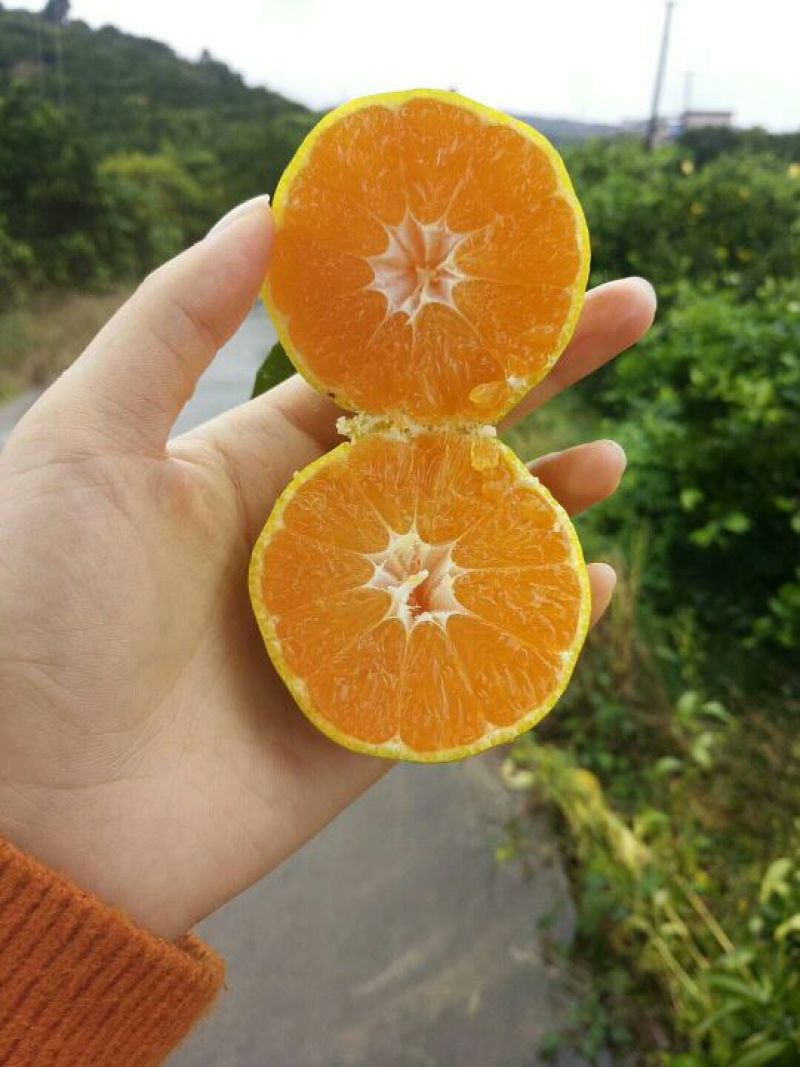 东江湖蜜橘果园看货采摘！又大又甜欢迎咨询订购