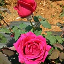 大马士革玫瑰苗滇红墨红