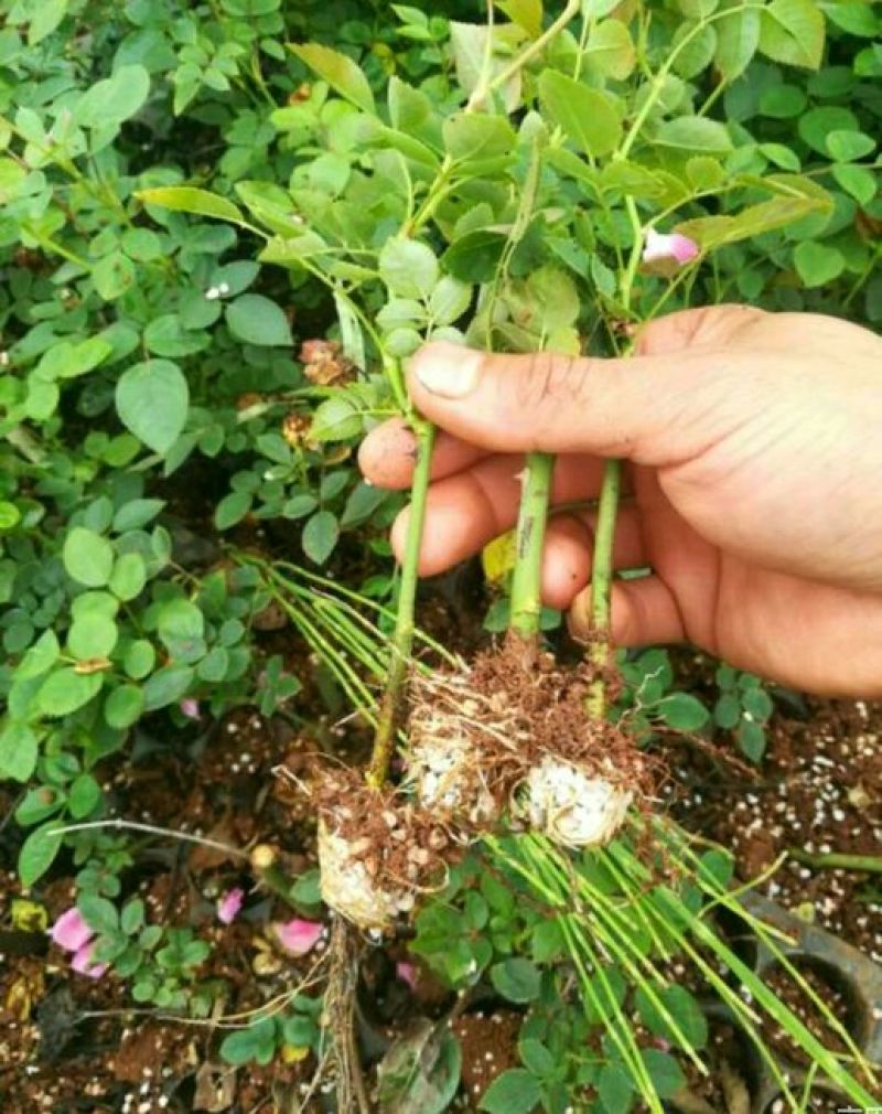 大马士革玫瑰苗滇红墨红