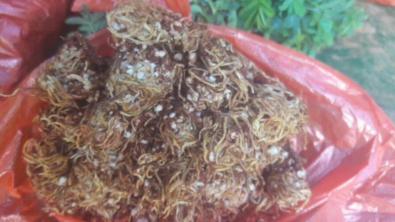 大马士革玫瑰苗滇红墨红