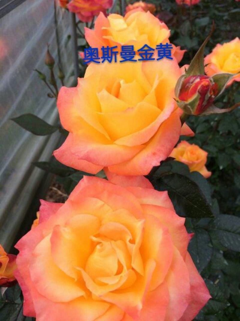 玫瑰苗复色玫瑰