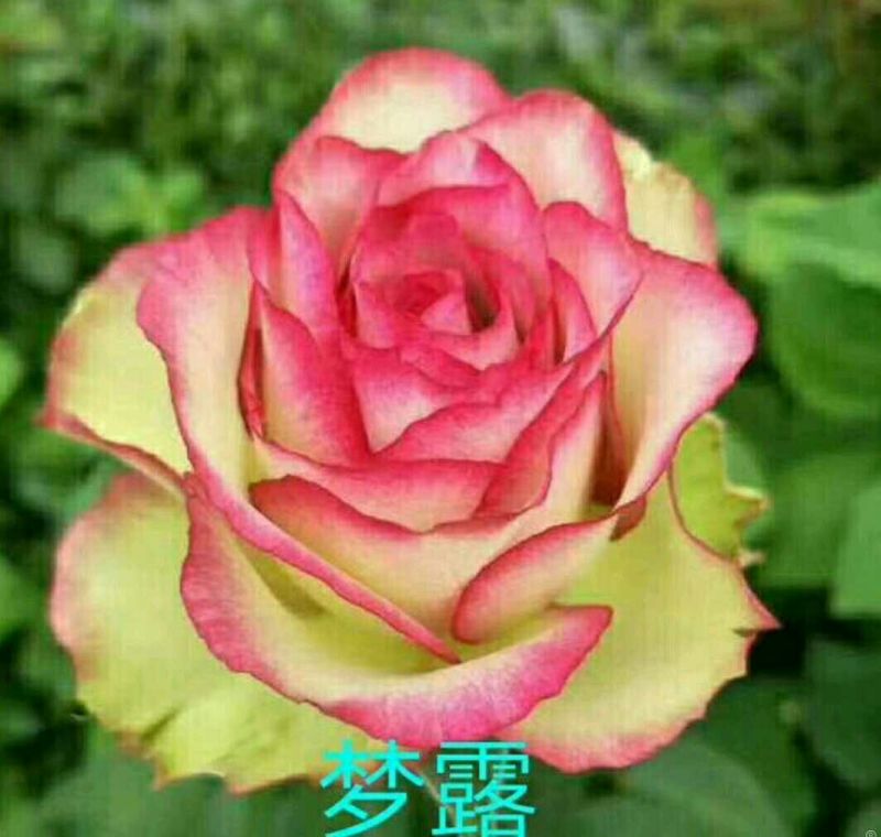玫瑰苗复色玫瑰
