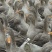 朗德鹅苗250g以上