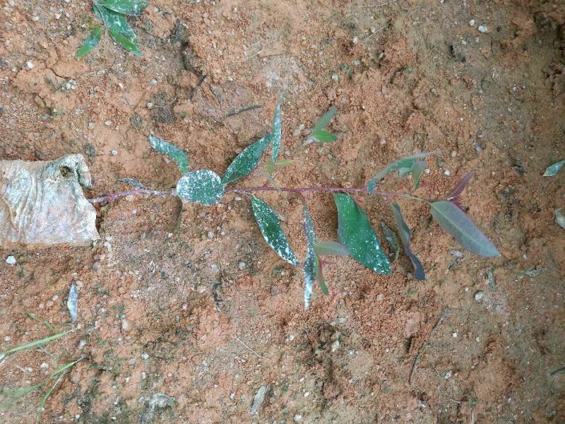 速生桉苗10~35cm