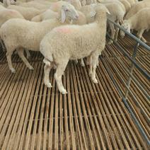 出售纯种小尾寒羊种羊免费运输，随便挑选！