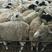 出售杜泊绵羊，保证成活率免费运输！适应能力强