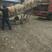 出售杜泊绵羊，保证成活率免费运输！适应能力强