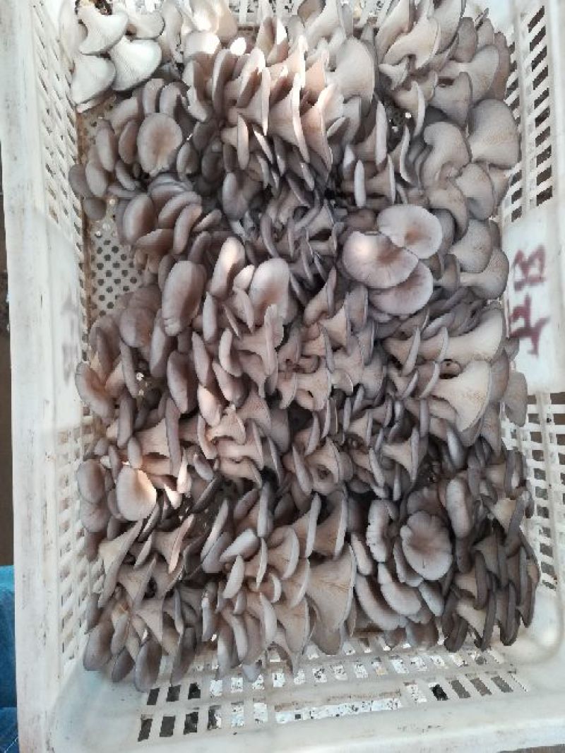 平菇厚5~7cm浅灰色