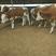 鲁西黄牛犊，免费运输，保证成活率，适应能力强