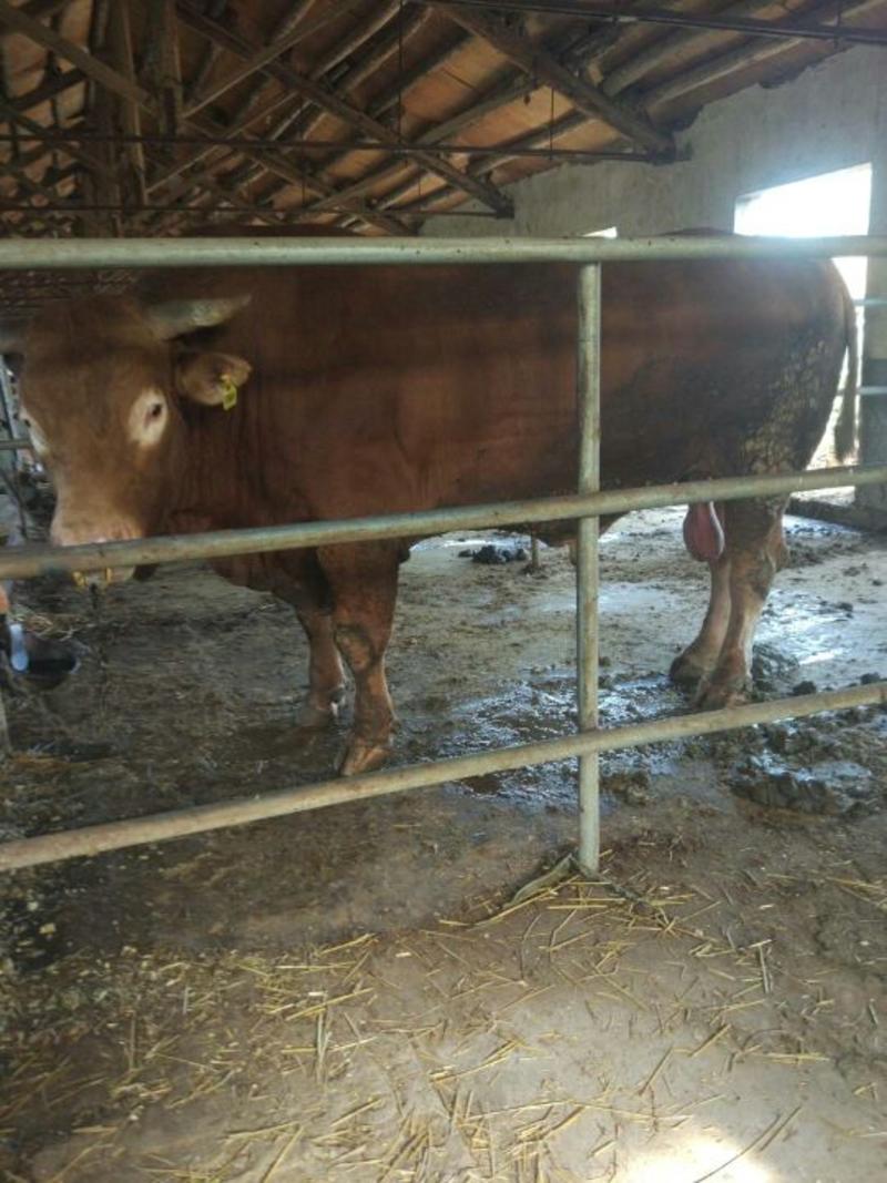 鲁西黄牛犊，免费运输，保证成活率，适应能力强