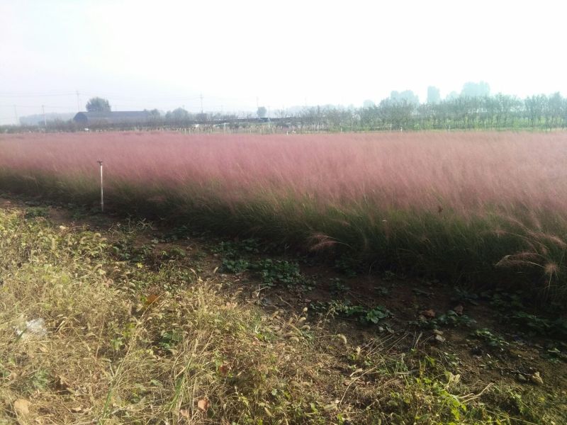 山东省青州市粉黛乱子草基地