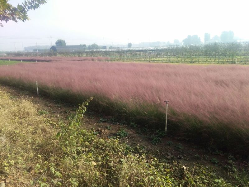 山东省青州市粉黛乱子草基地