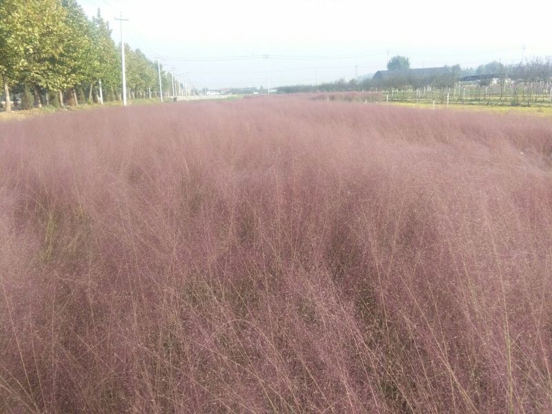 山东省青州市粉黛乱子草基地