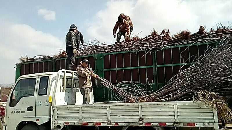 丛林玫瑰葡萄苗基地直供保证纯度保证质量假一赔万