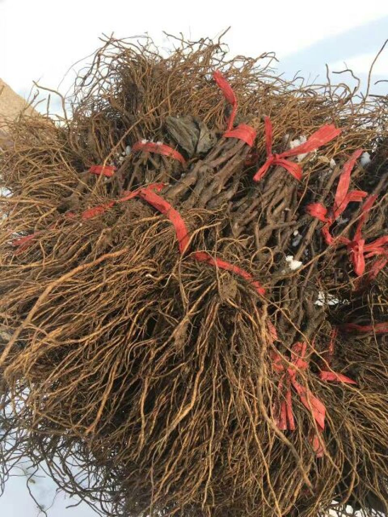 丛林玫瑰葡萄苗基地直供保证纯度保证质量假一赔万