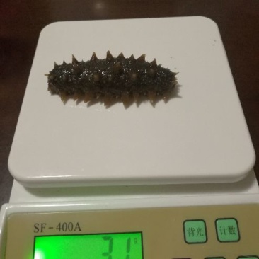黑海参9元一个，量大批发！