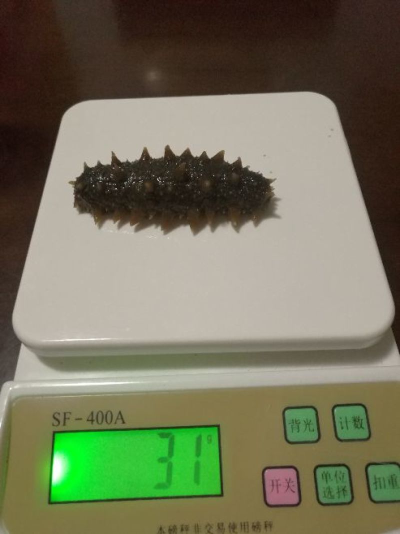 黑海参9元一个，量大批发！