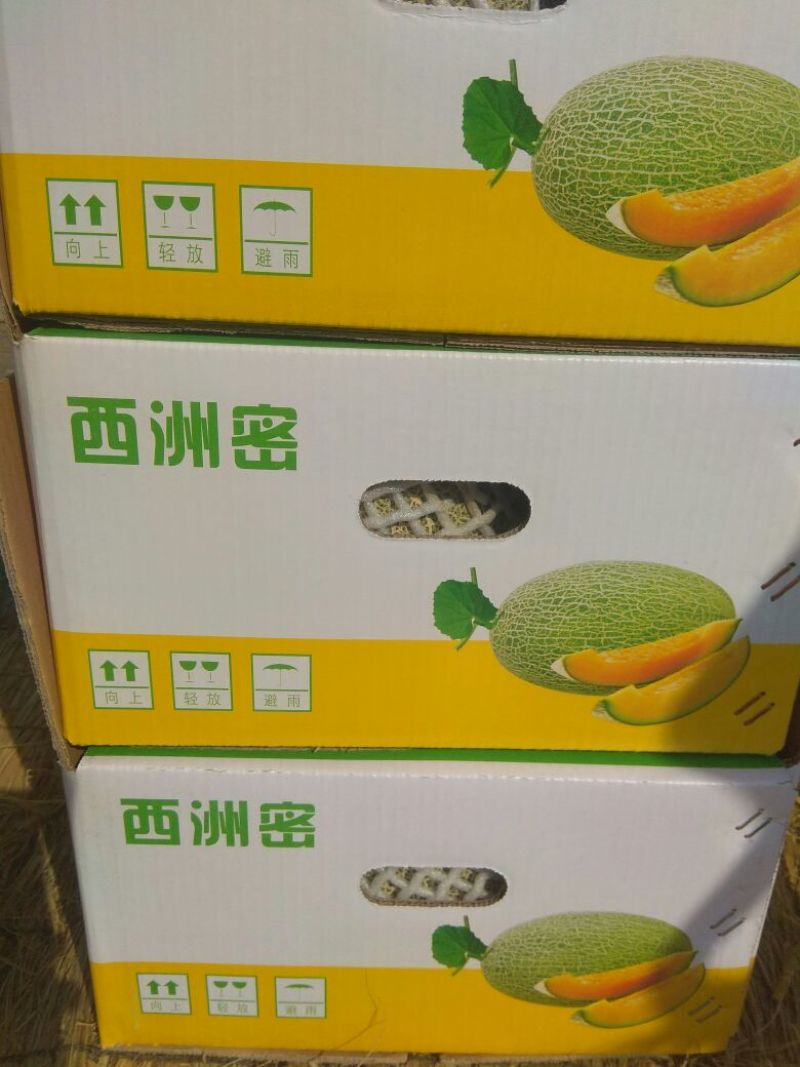 西州蜜瓜5斤以上椭圆形