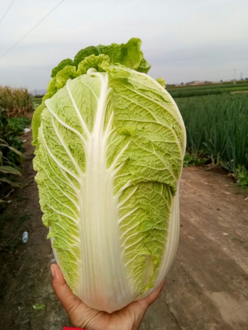 河北产地直发黄心菜白菜，北京三号菜，质优价廉