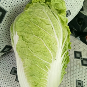 河北产地直发黄心菜白菜，北京三号菜，质优价廉