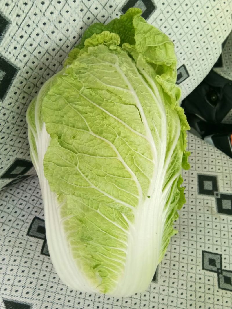 河北产地直发黄心菜白菜，北京三号菜，质优价廉