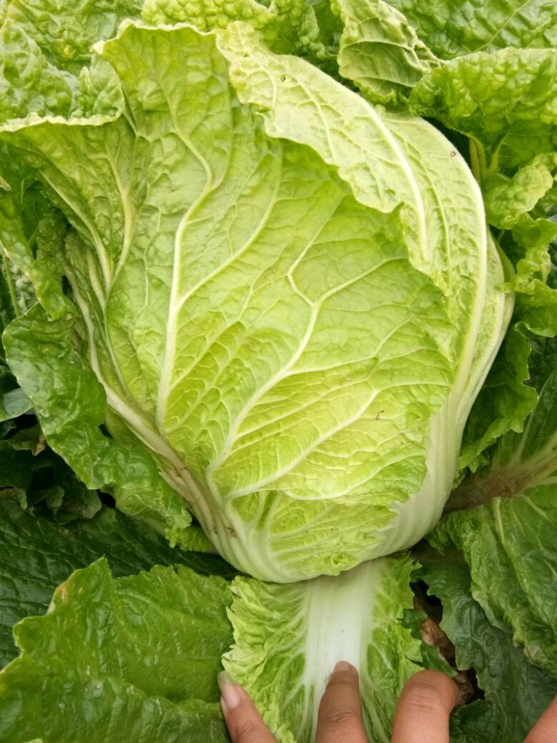 河北产地直发黄心菜白菜，北京三号菜，质优价廉
