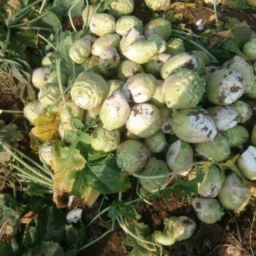 【推荐】芥菜头光头芥菜，个头均匀，无黑心，大量供应！