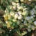 【推荐】芥菜头光头芥菜，个头均匀，无黑心，大量供应！