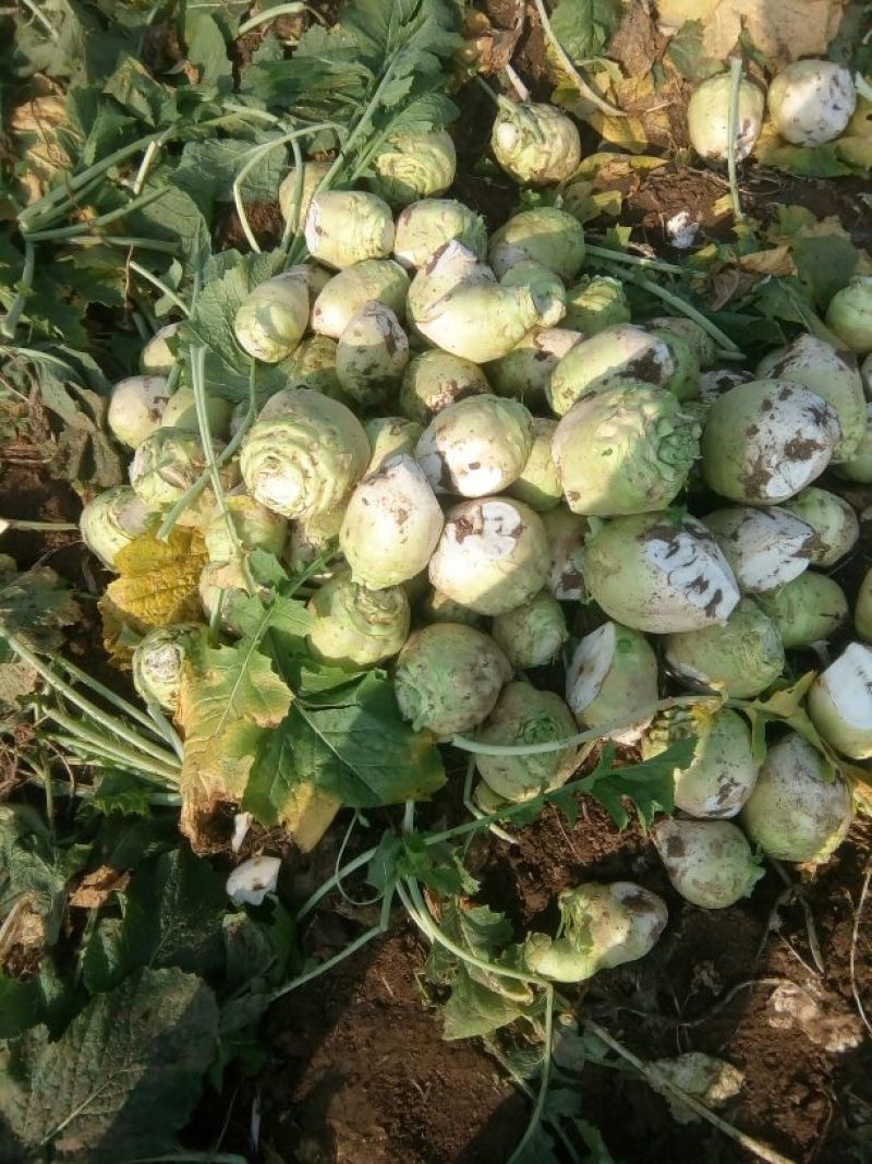 【推荐】芥菜头光头芥菜，个头均匀，无黑心，大量供应！