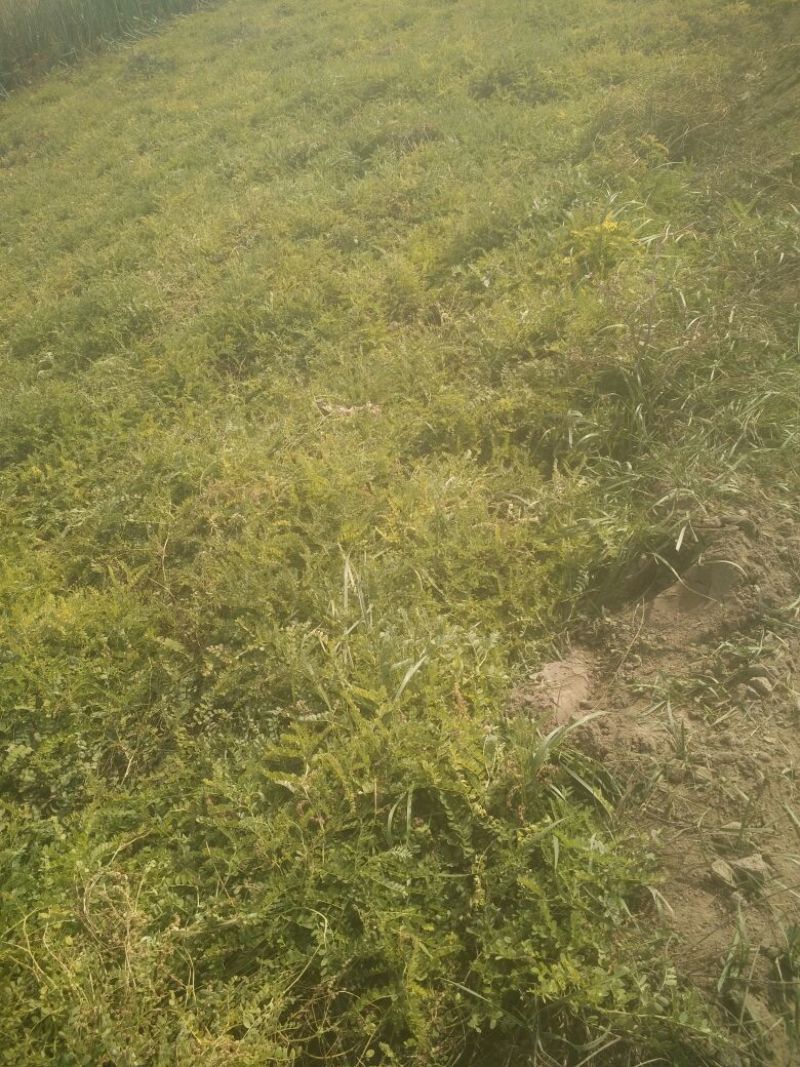 黄芪1.5cm精品需要的联系欢迎全国各地客户前来采购