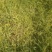 黄芪1.5cm精品需要的联系欢迎全国各地客户前来采购