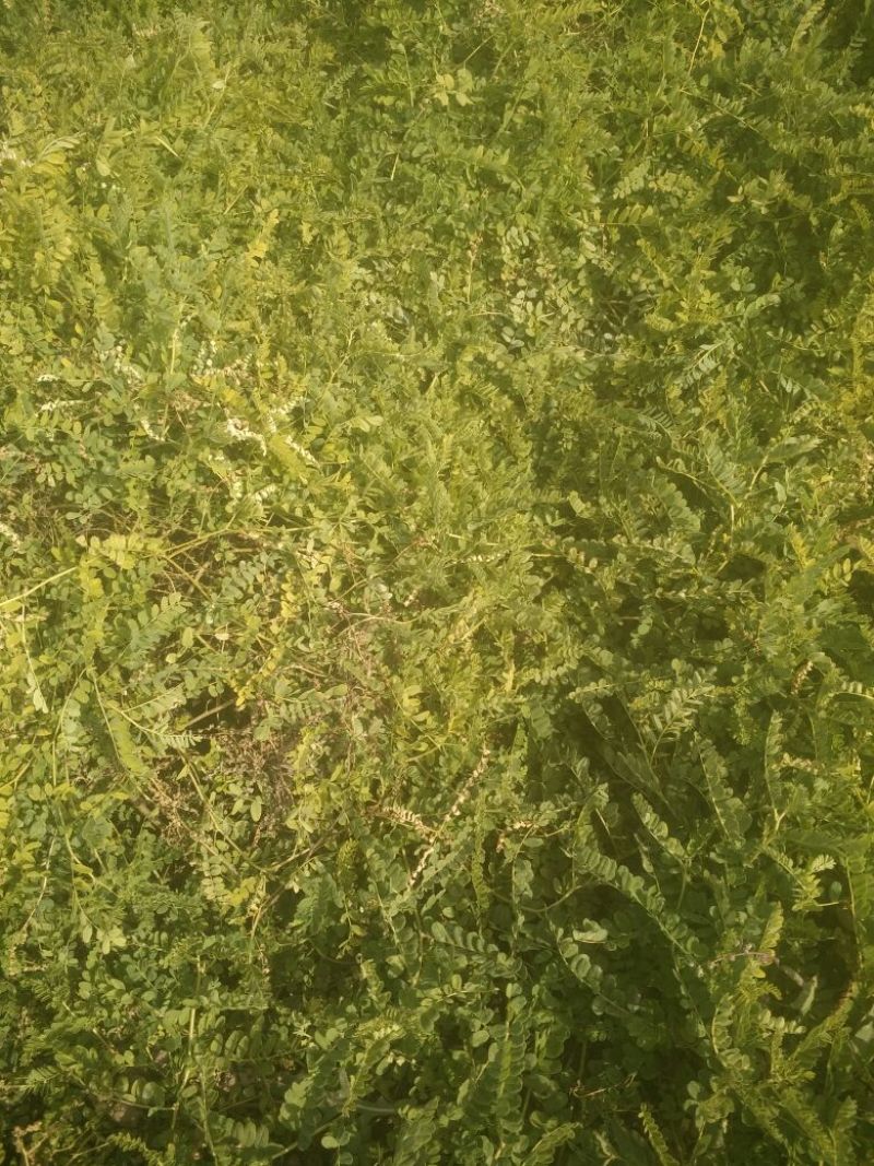 黄芪1.5cm精品需要的联系欢迎全国各地客户前来采购
