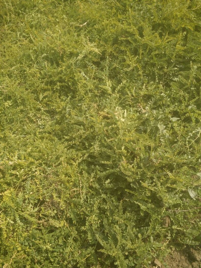 黄芪1.5cm精品需要的联系欢迎全国各地客户前来采购