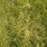 黄芪1.5cm精品需要的联系欢迎全国各地客户前来采购