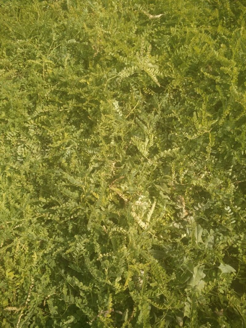 黄芪1.5cm精品需要的联系欢迎全国各地客户前来采购