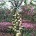 红花紫薇8~10cm3.5~4米2~3米