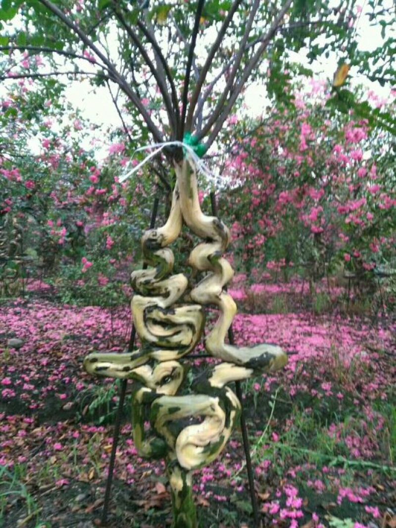 红花紫薇8~10cm3.5~4米2~3米