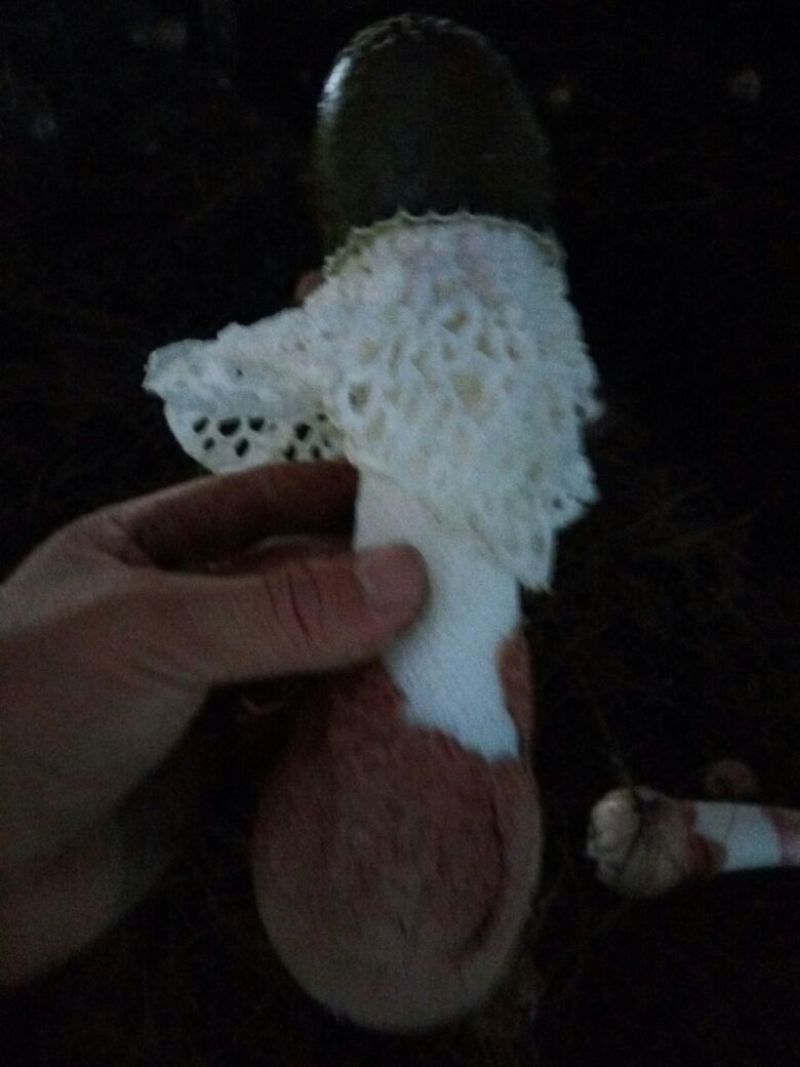 长裙竹荪二级