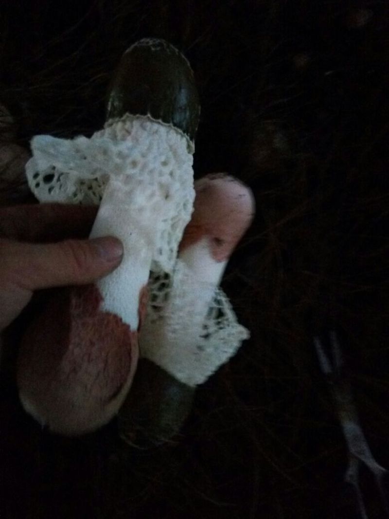 长裙竹荪二级