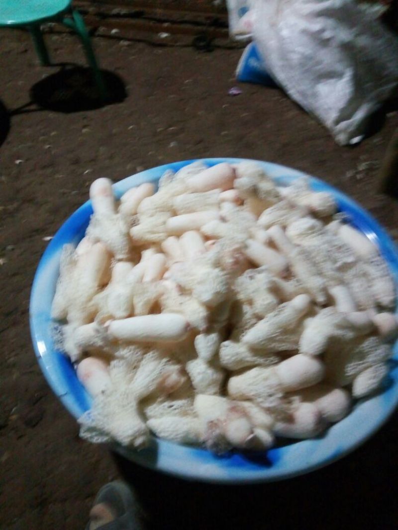 长裙竹荪二级