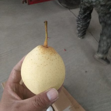 鸭梨250~300g纸箱