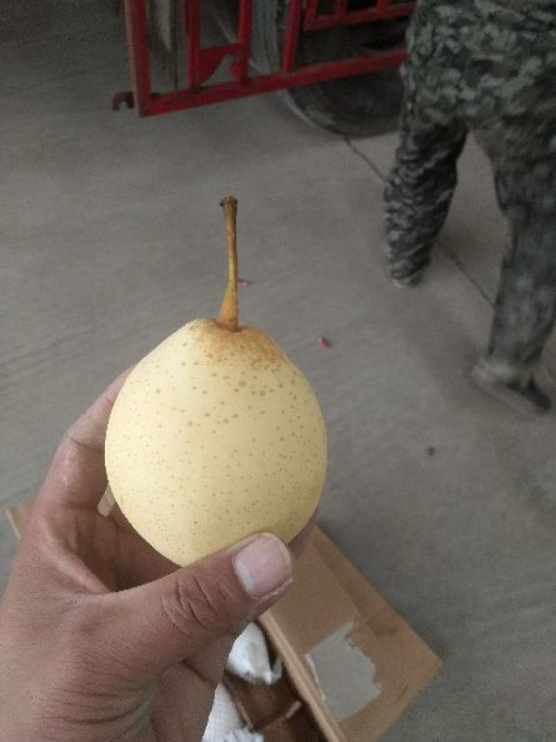 鸭梨250~300g纸箱