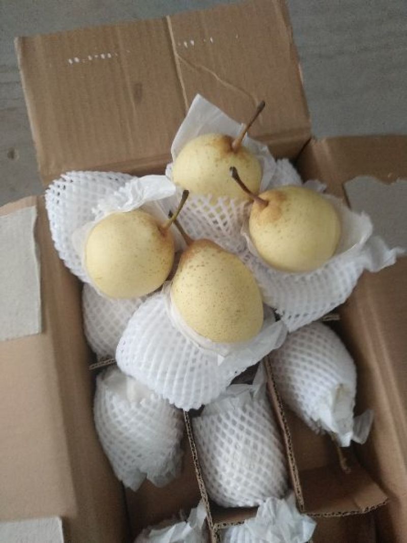 鸭梨250~300g纸箱